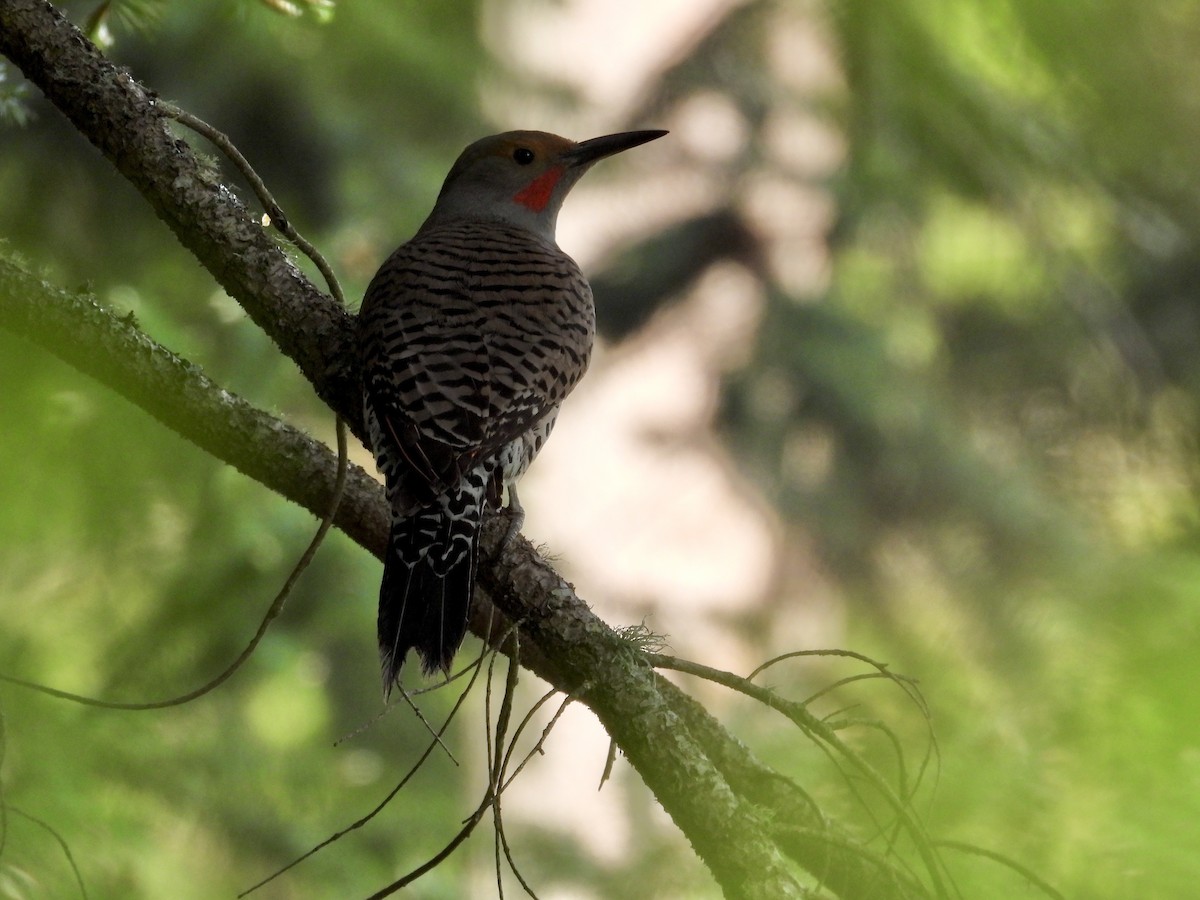 Northern Flicker (Red-shafted) - ML635215157