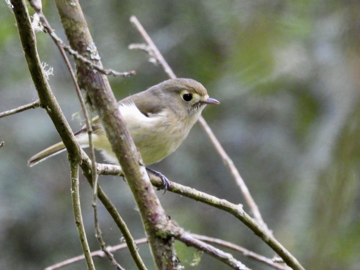 Hutton's Vireo - ML635215161