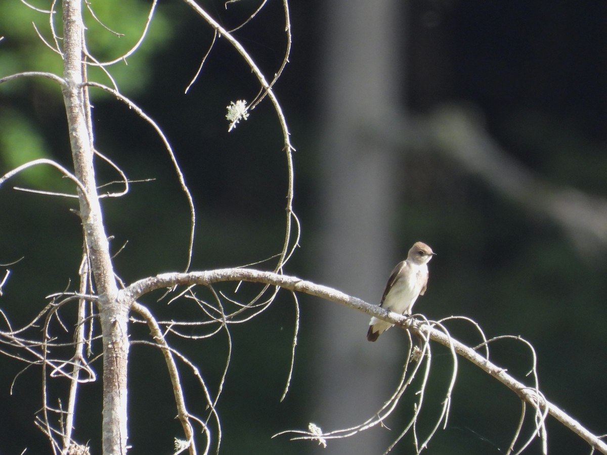 Northern Rough-winged Swallow - ML635215180
