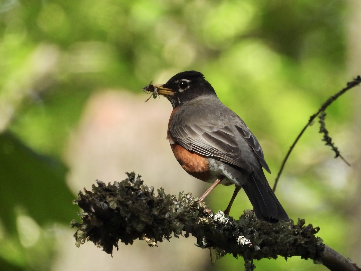 American Robin - ML635215220