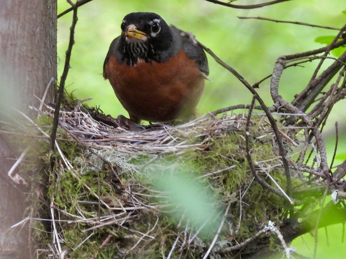 American Robin - ML635215234