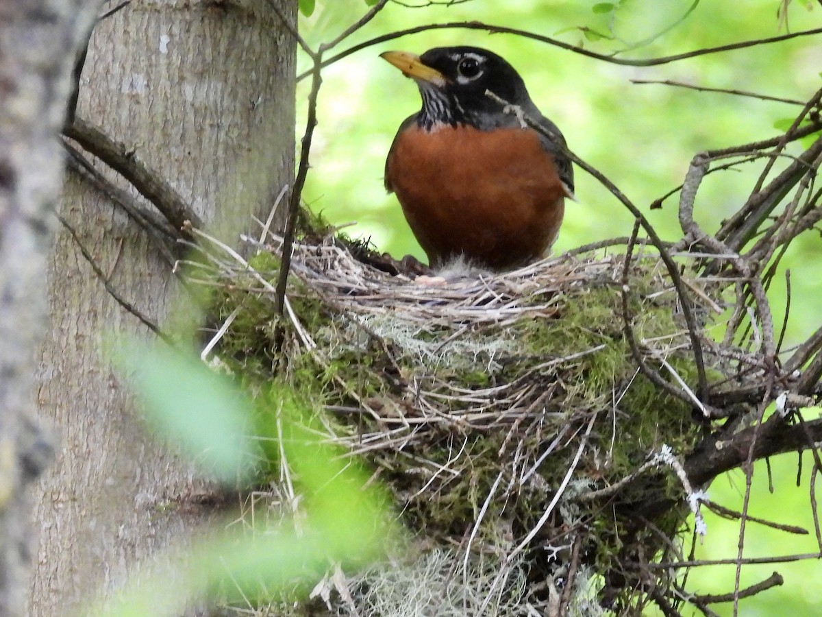 American Robin - ML635215239