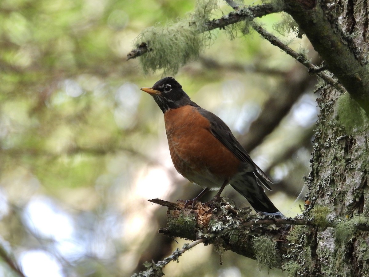 American Robin - ML635215266