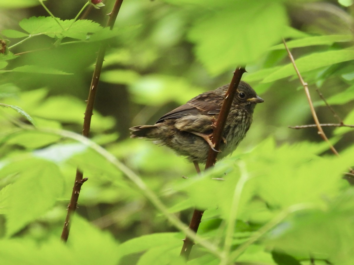 Song Sparrow - ML635215276