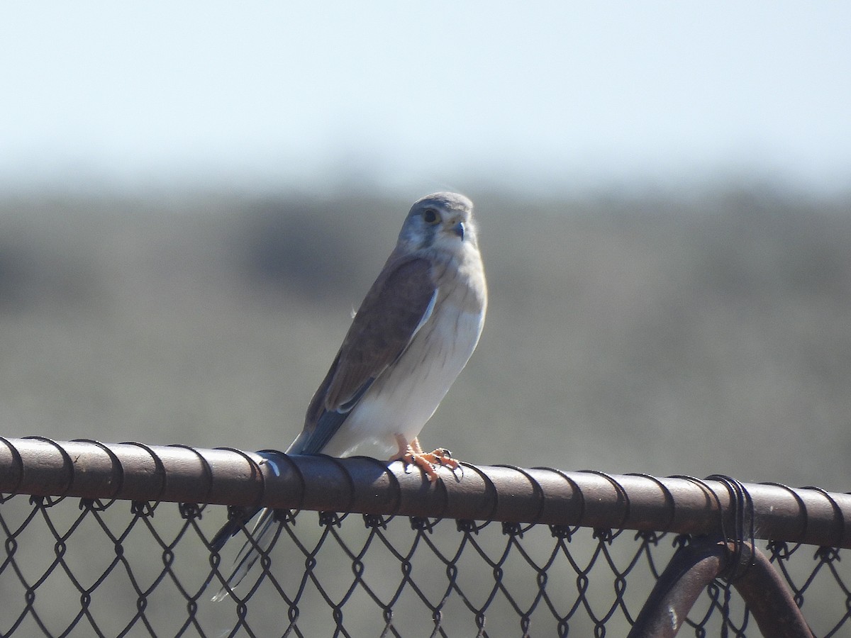 Nankeen Kestrel - ML635215352
