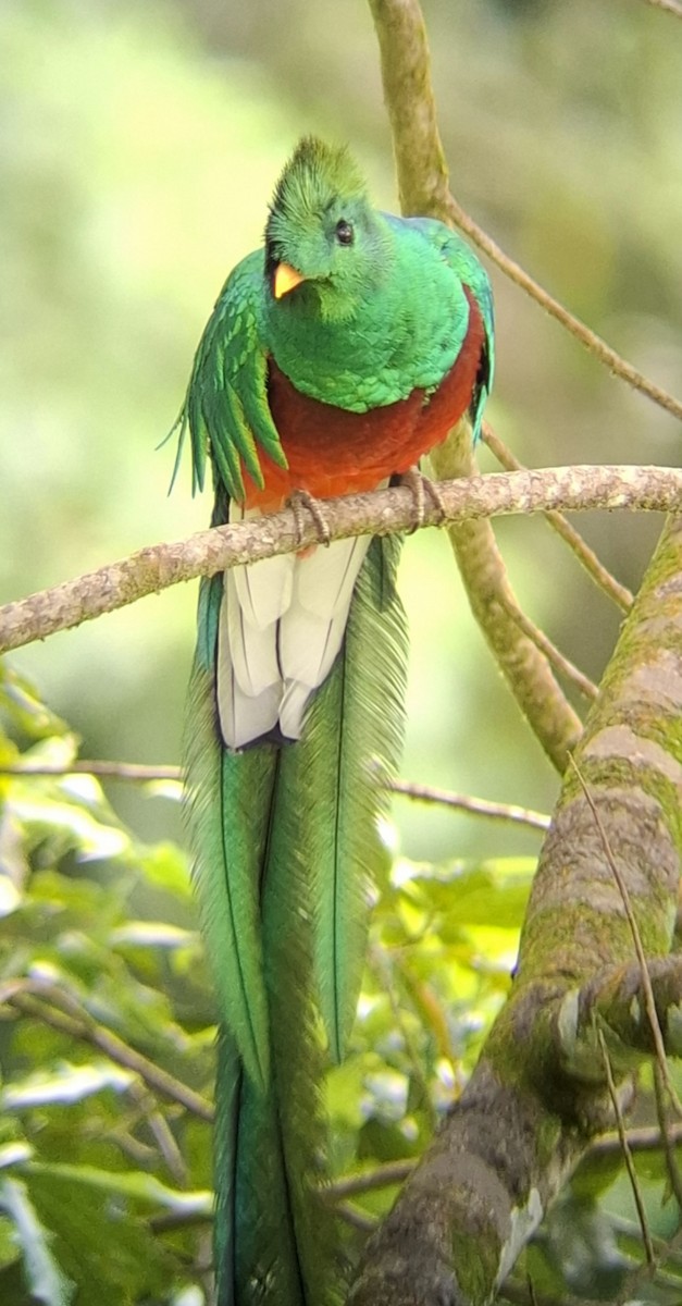 Resplendent Quetzal - ML635215359