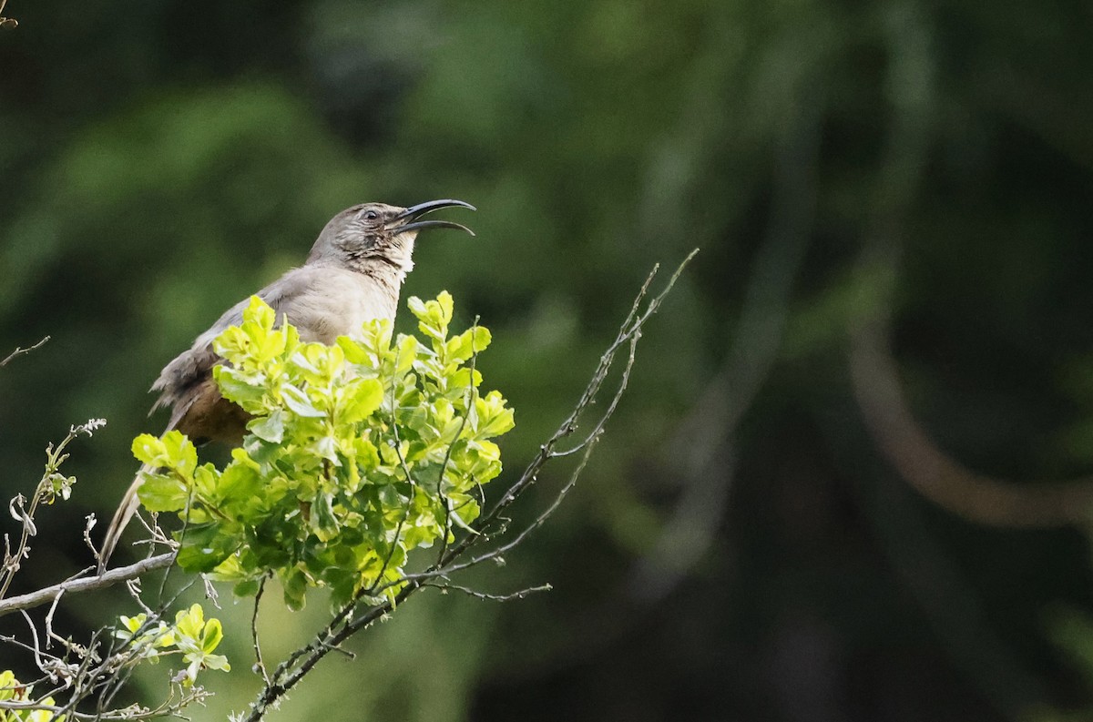 California Thrasher - ML635215390