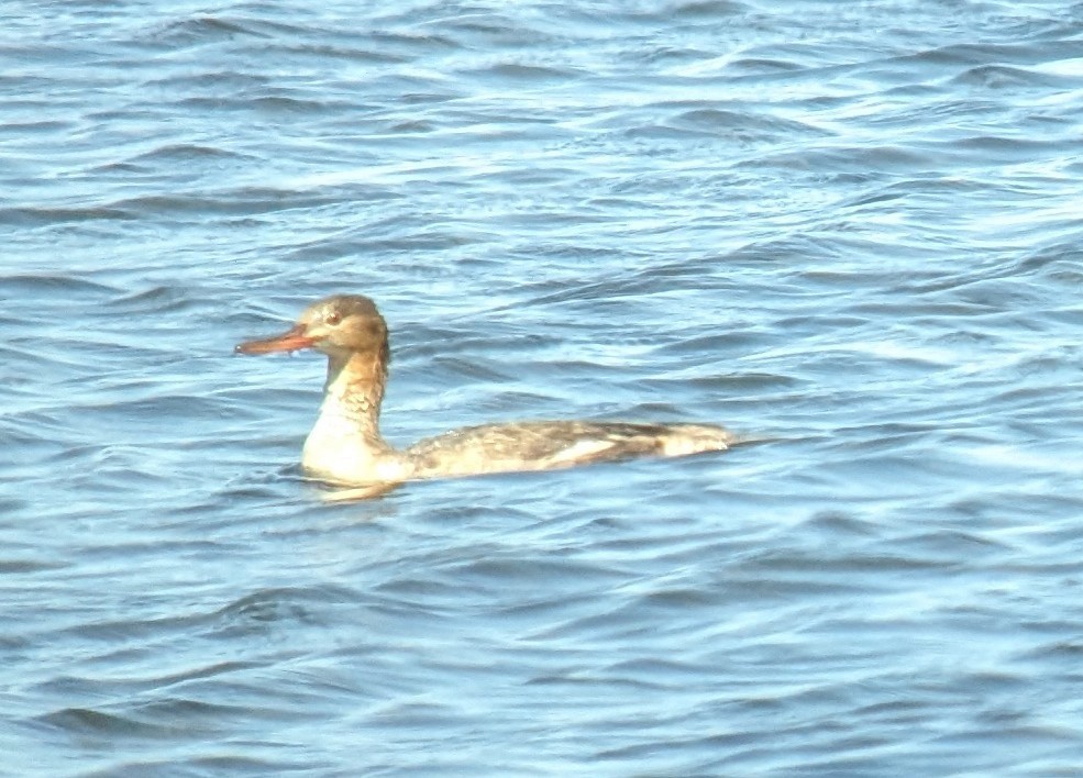 Red-breasted Merganser - ML635215451