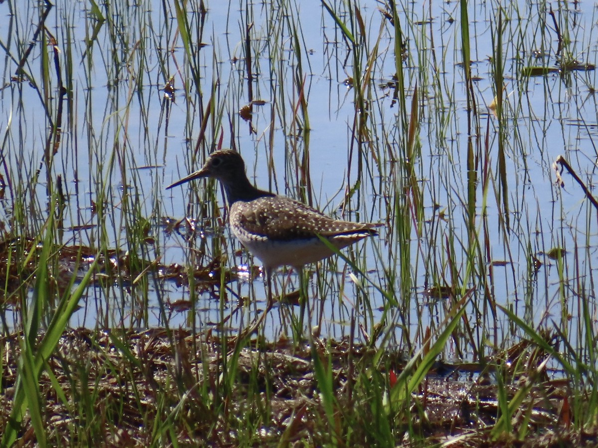 eremittsnipe - ML635215523