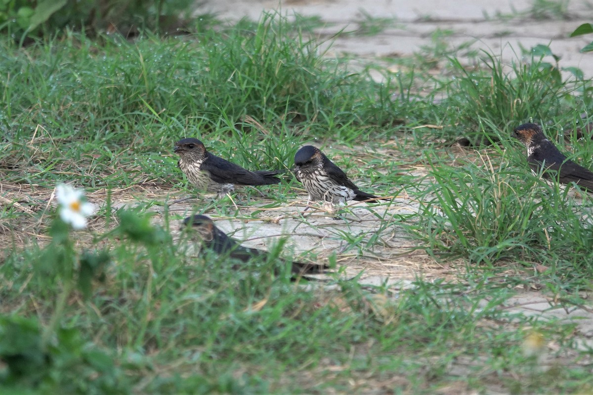 Eastern Red-rumped Swallow (Striated) - ML635215577