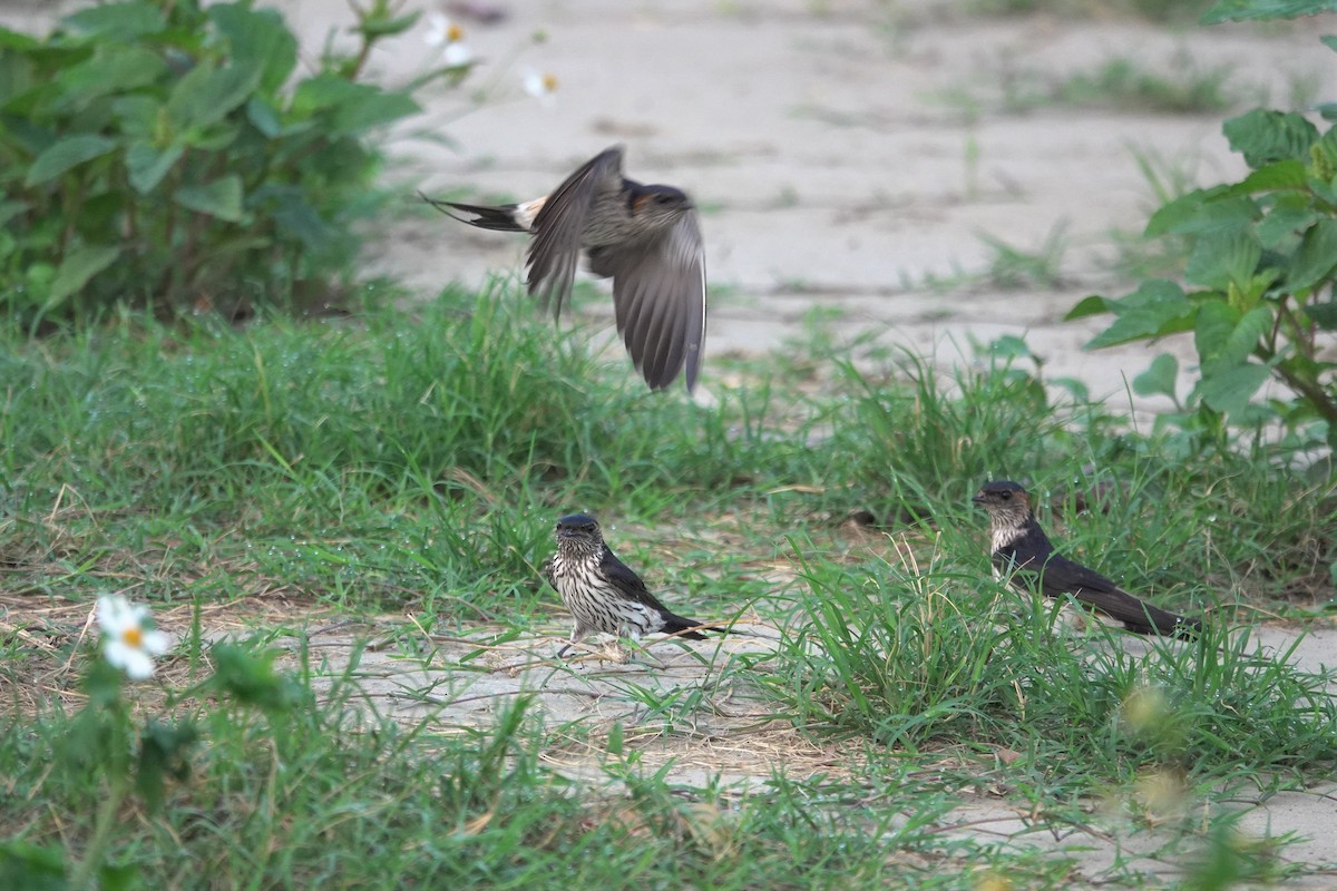 Eastern Red-rumped Swallow (Striated) - ML635215578