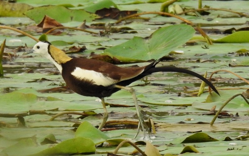 Jacana à longue queue - ML635215610
