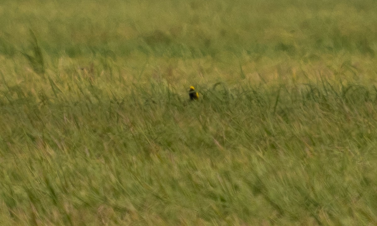 Yellow-crowned Bishop - ML635215620