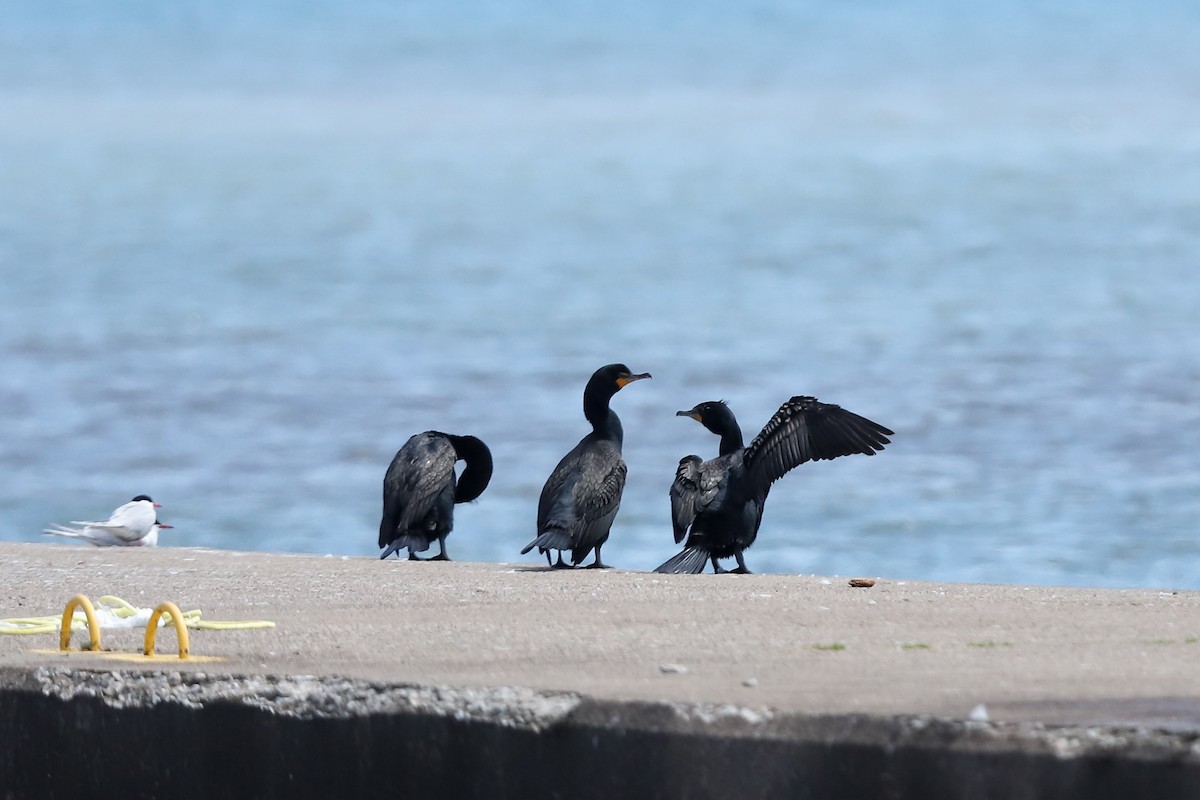 Double-crested Cormorant - ML635215692