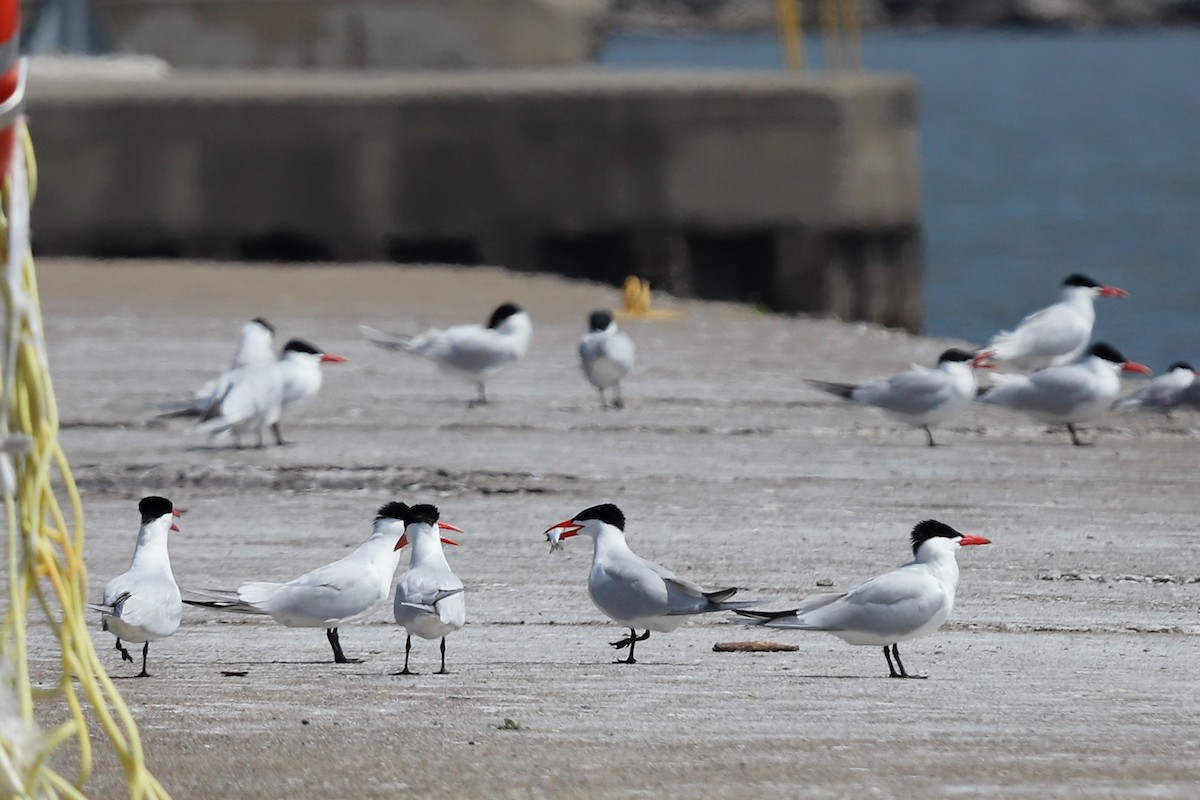 Caspian Tern - ML635215695