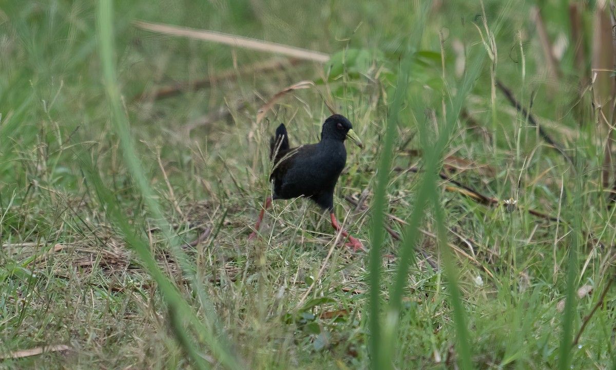 Black Crake - ML635215718