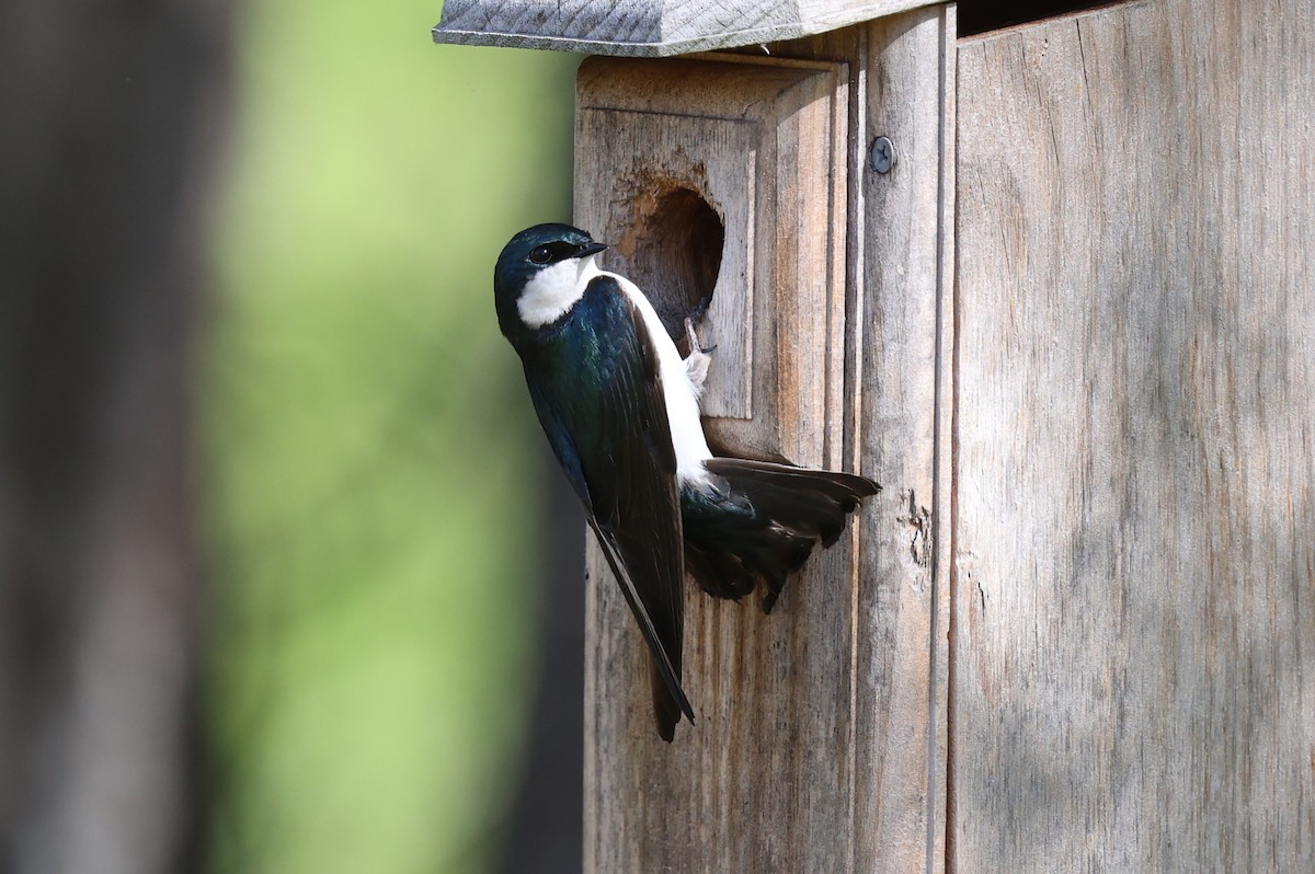 Tree Swallow - ML635215721