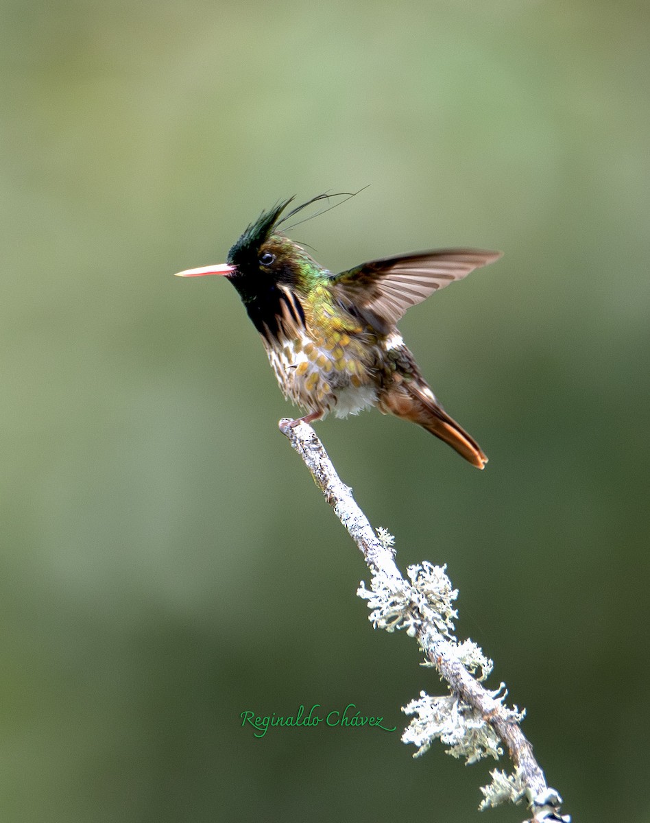 Black-crested Coquette - ML635215750