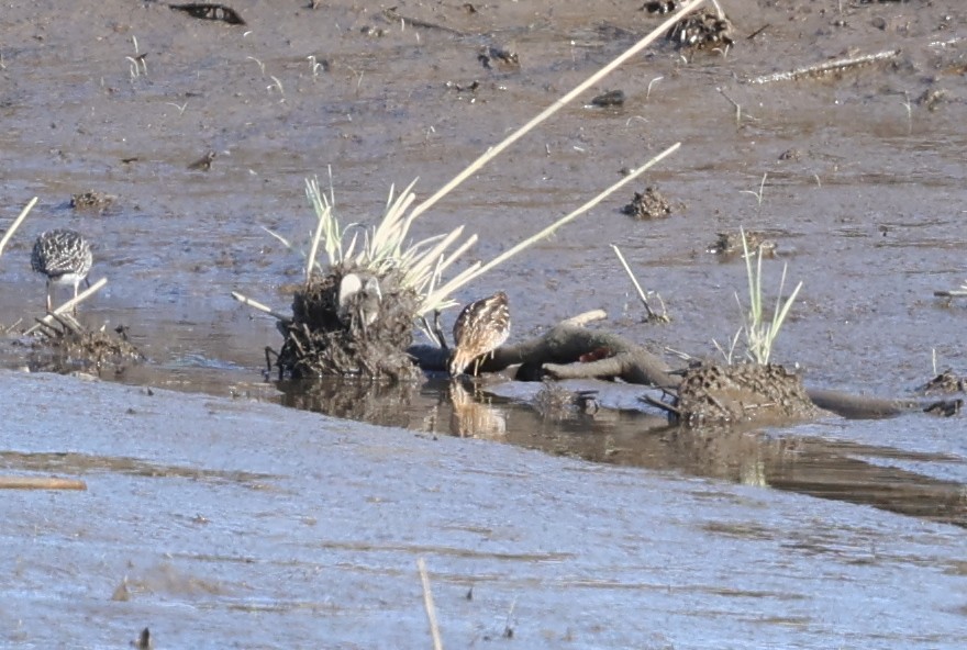 Wilson's Snipe - ML635215816