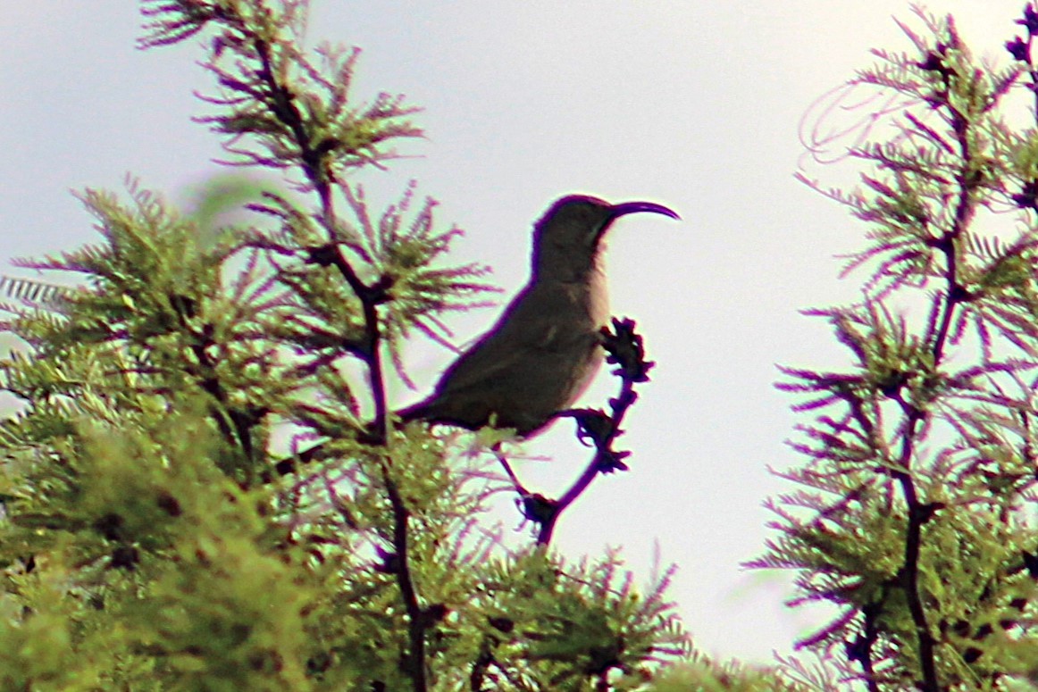 Crissal Thrasher - ML635215870