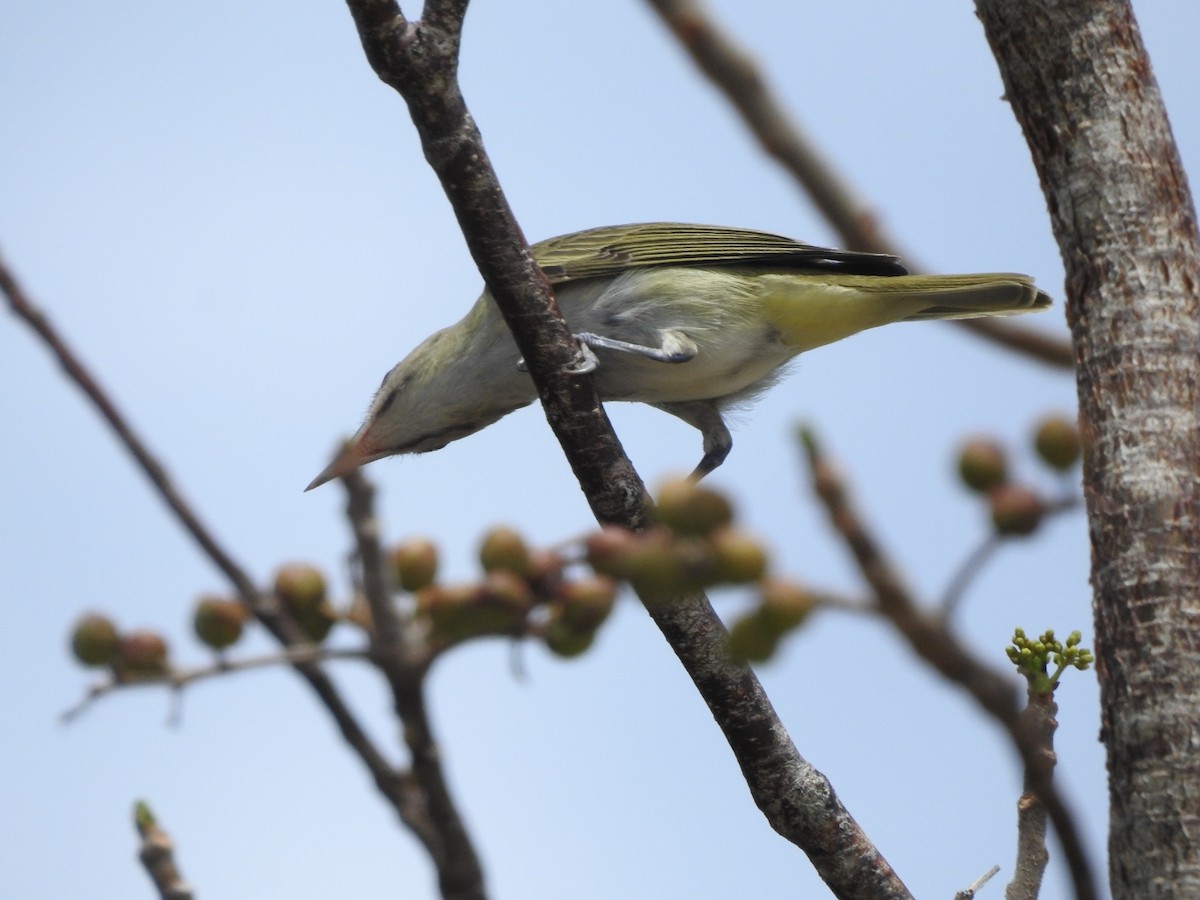 Black-whiskered Vireo - ML635215890