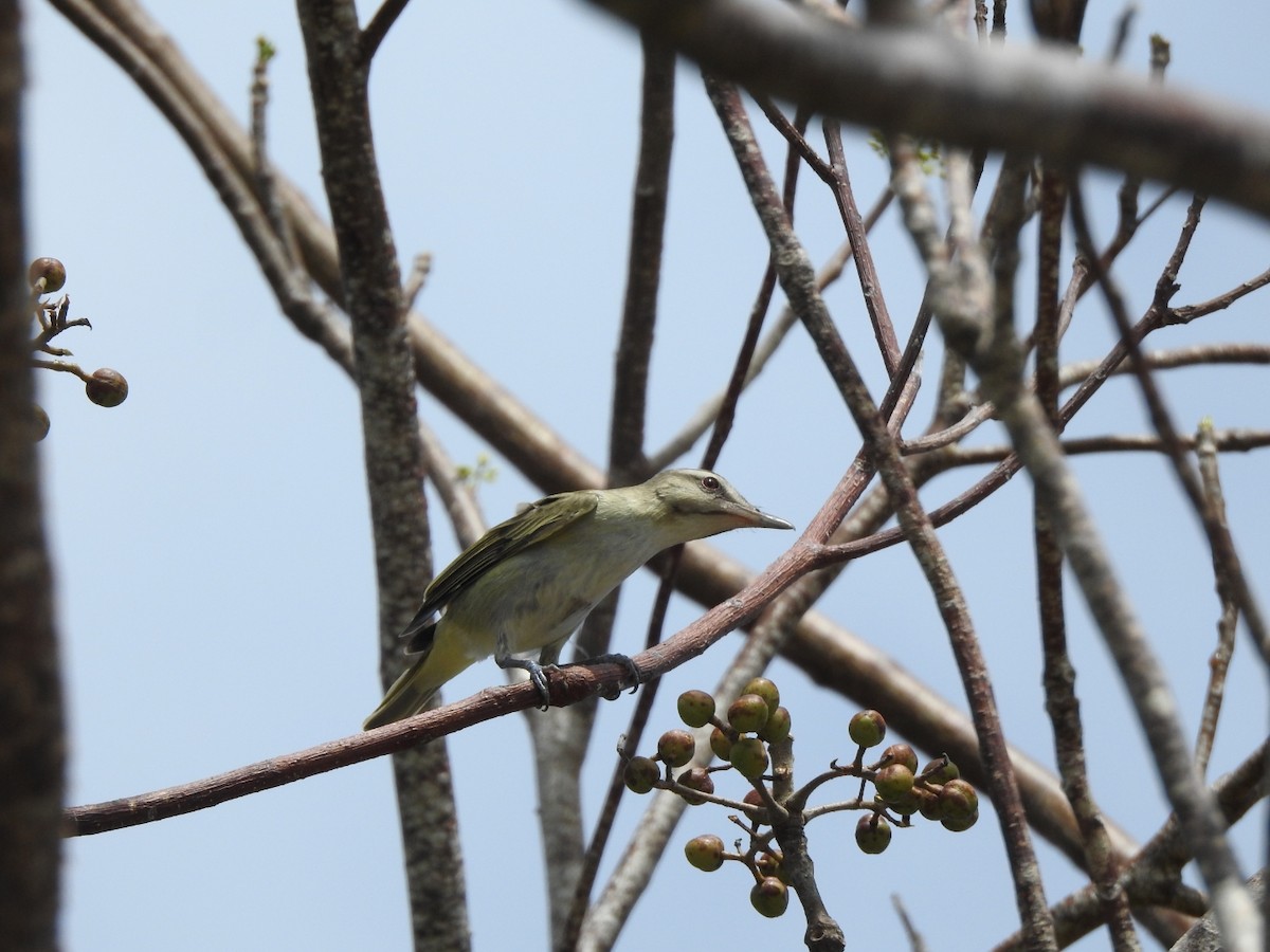 Black-whiskered Vireo - ML635215891