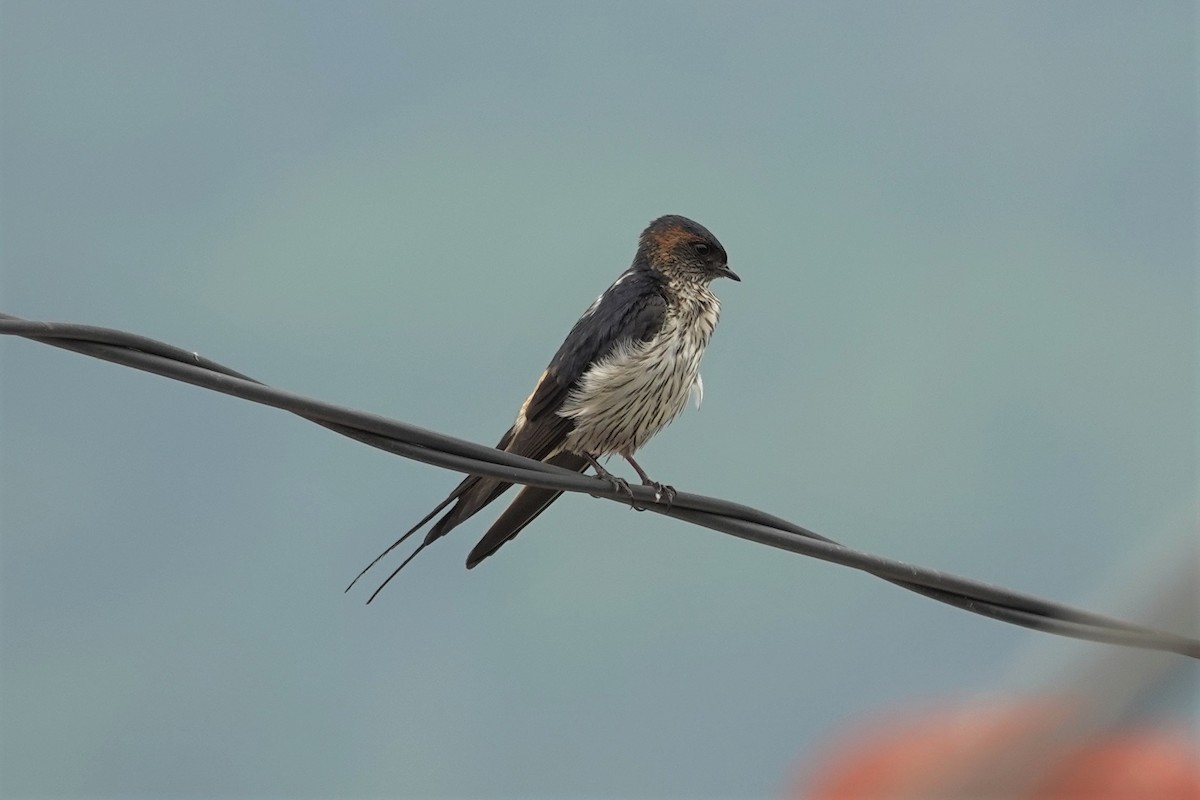 Eastern Red-rumped Swallow (Striated) - ML635215927