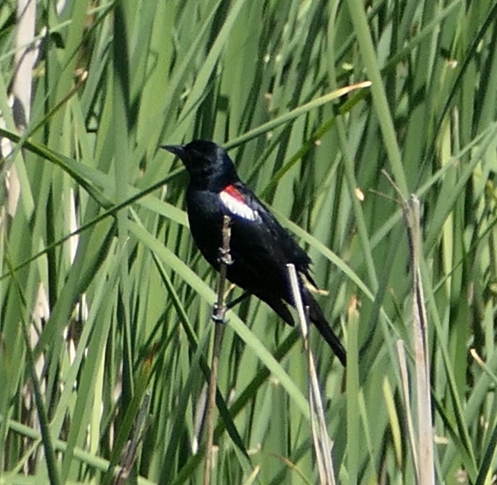 Tricolored Blackbird - ML635216043