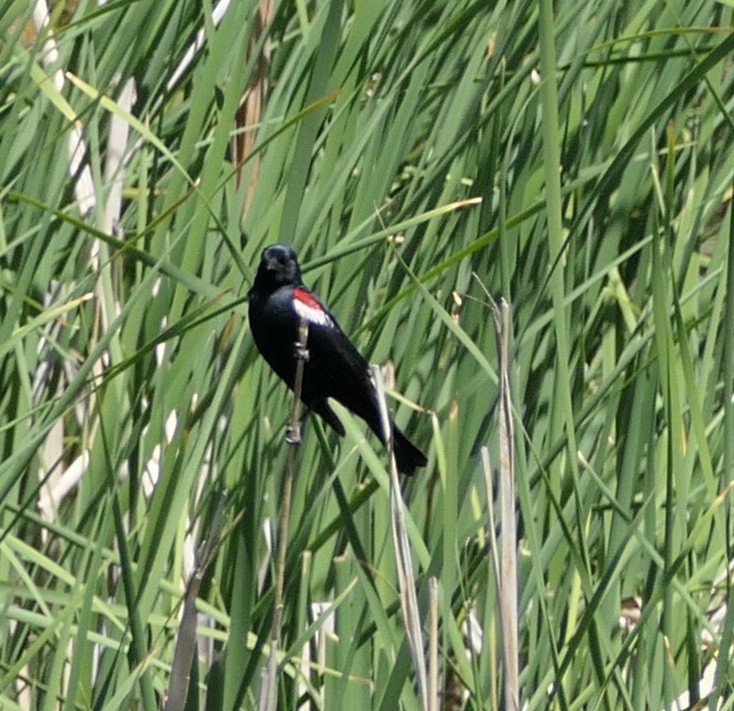 Tricolored Blackbird - ML635216054