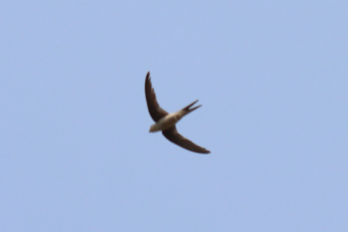 Asian Palm Swift - ML635216058