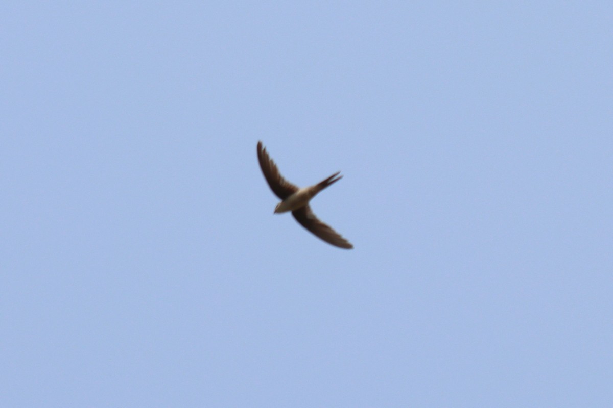 Asian Palm Swift - ML635216059