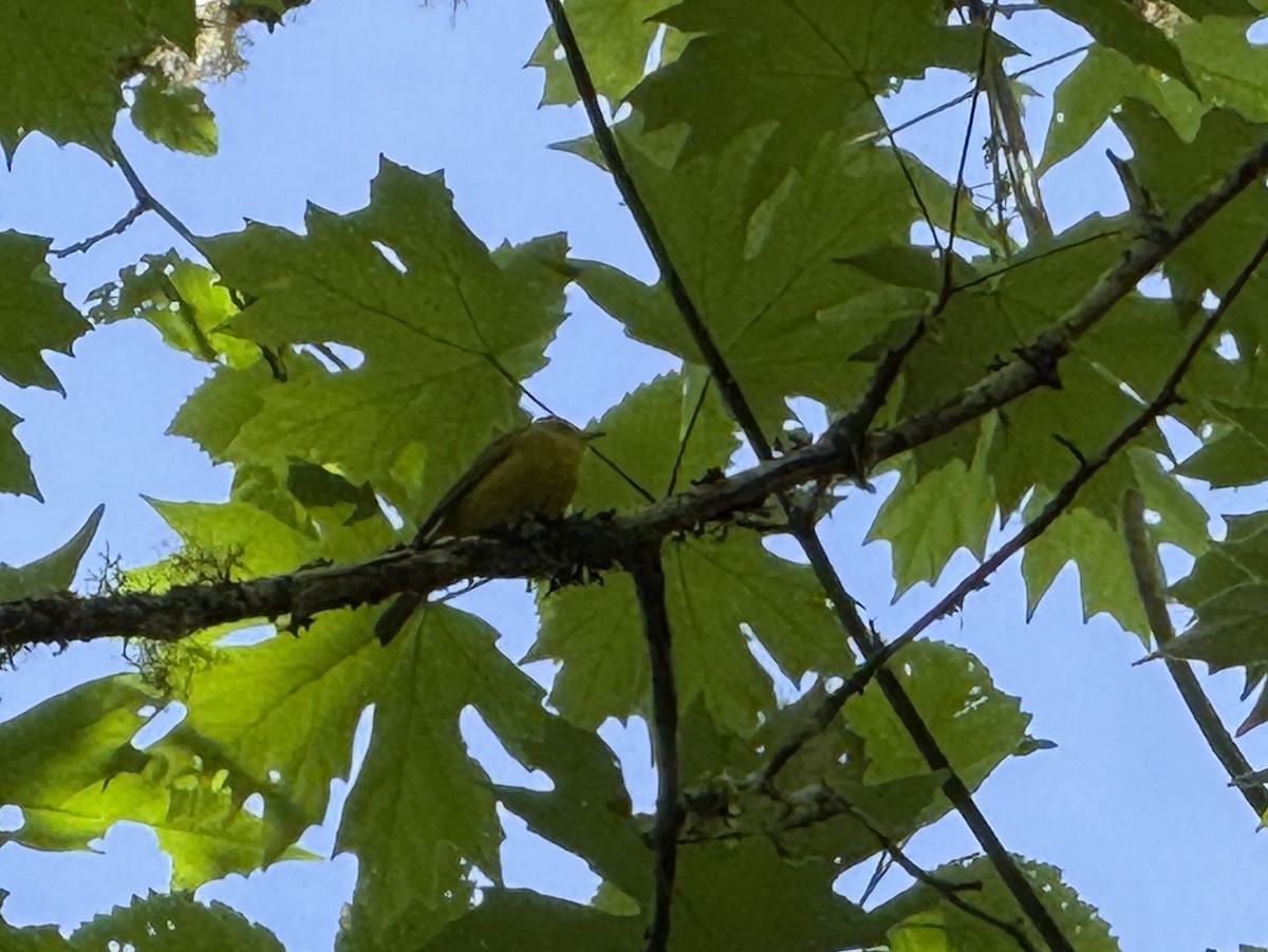 Wilson's Warbler - ML635216100