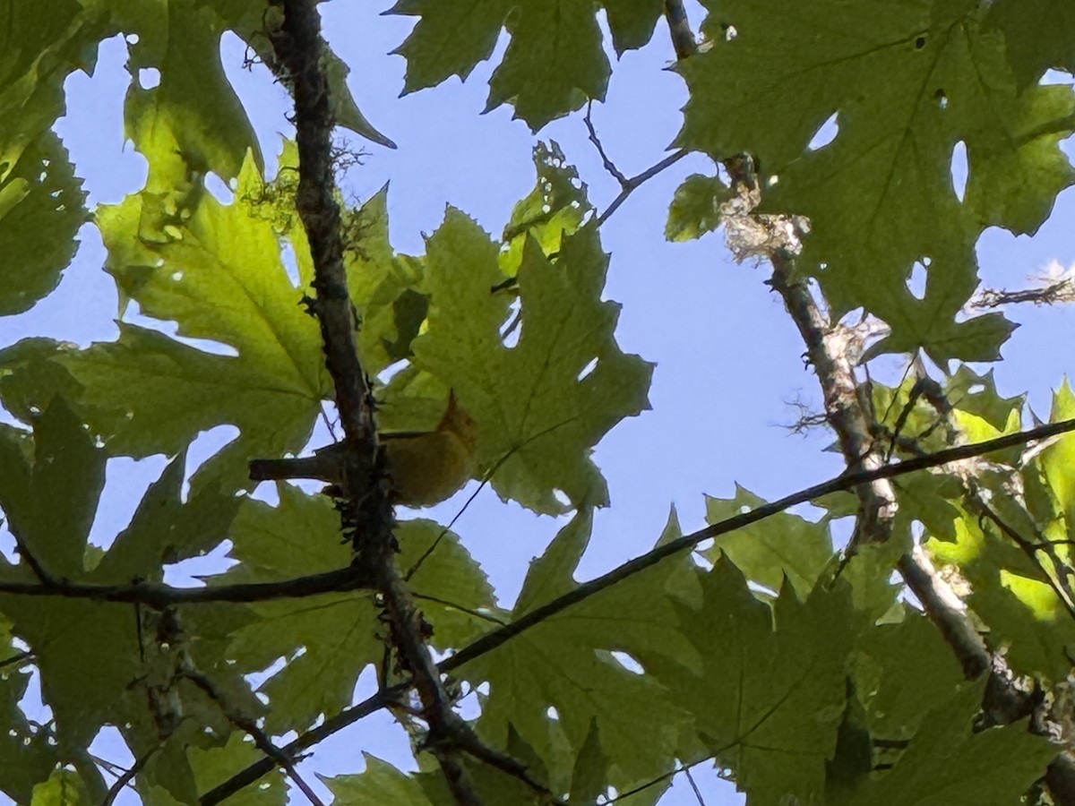 Wilson's Warbler - ML635216101