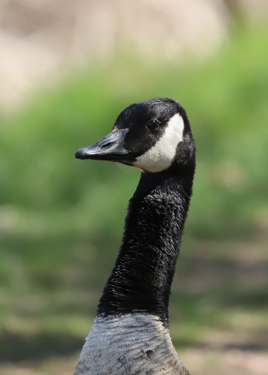 Canada Goose - ML635216233