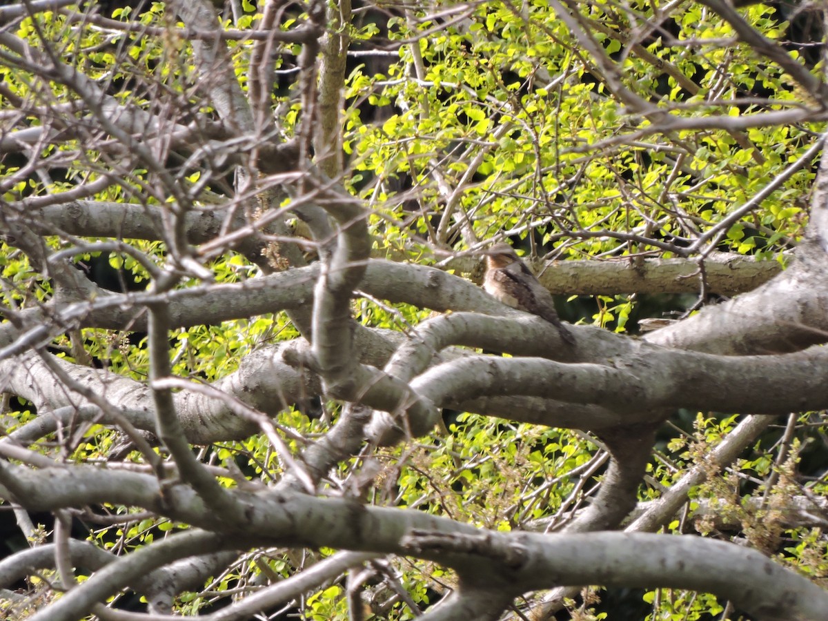 Eurasian Wryneck - ML635216245