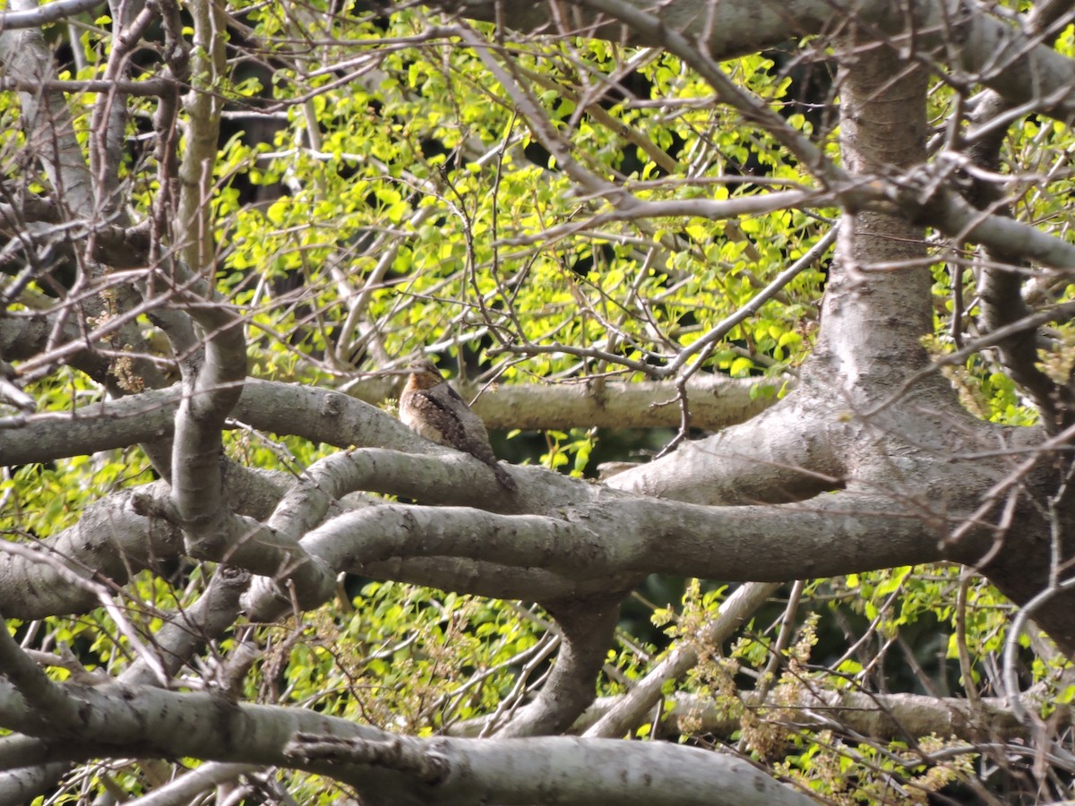 Eurasian Wryneck - ML635216247
