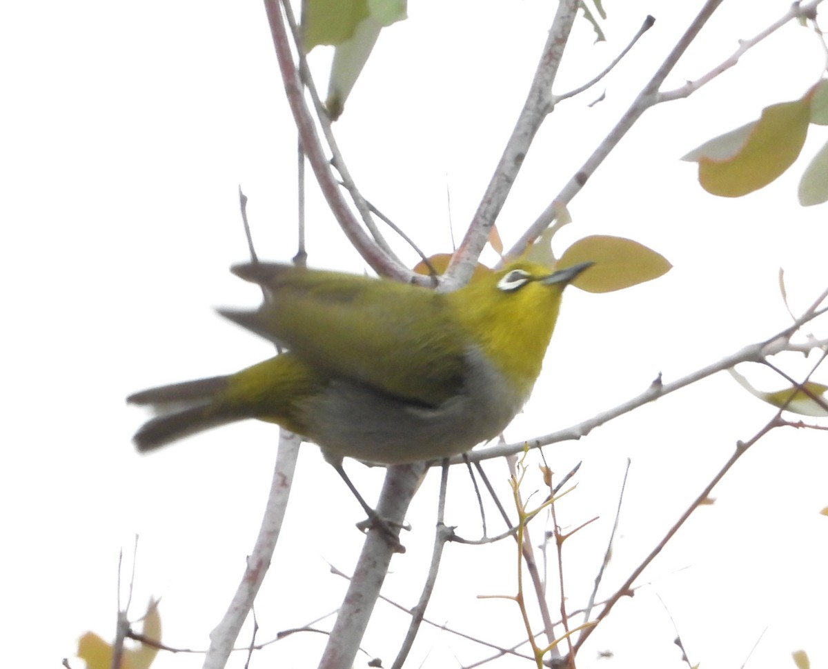 Swinhoe's White-eye - ML635216258