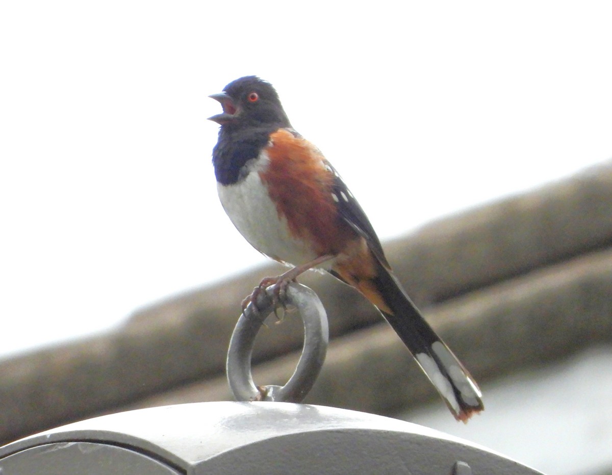 Spotted Towhee - ML635216315