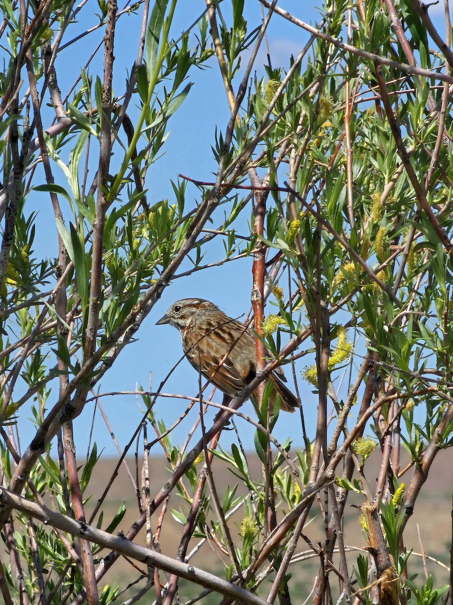 Song Sparrow - ML635216327