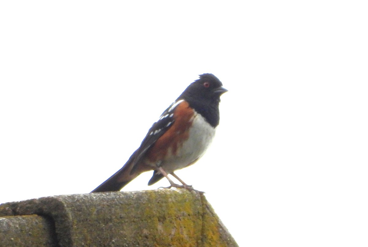 Spotted Towhee - ML635216329