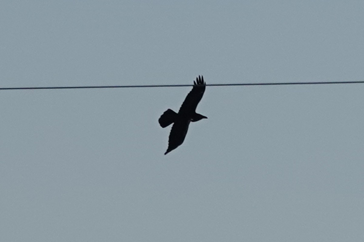 Corbeau à cou blanc - ML635216369