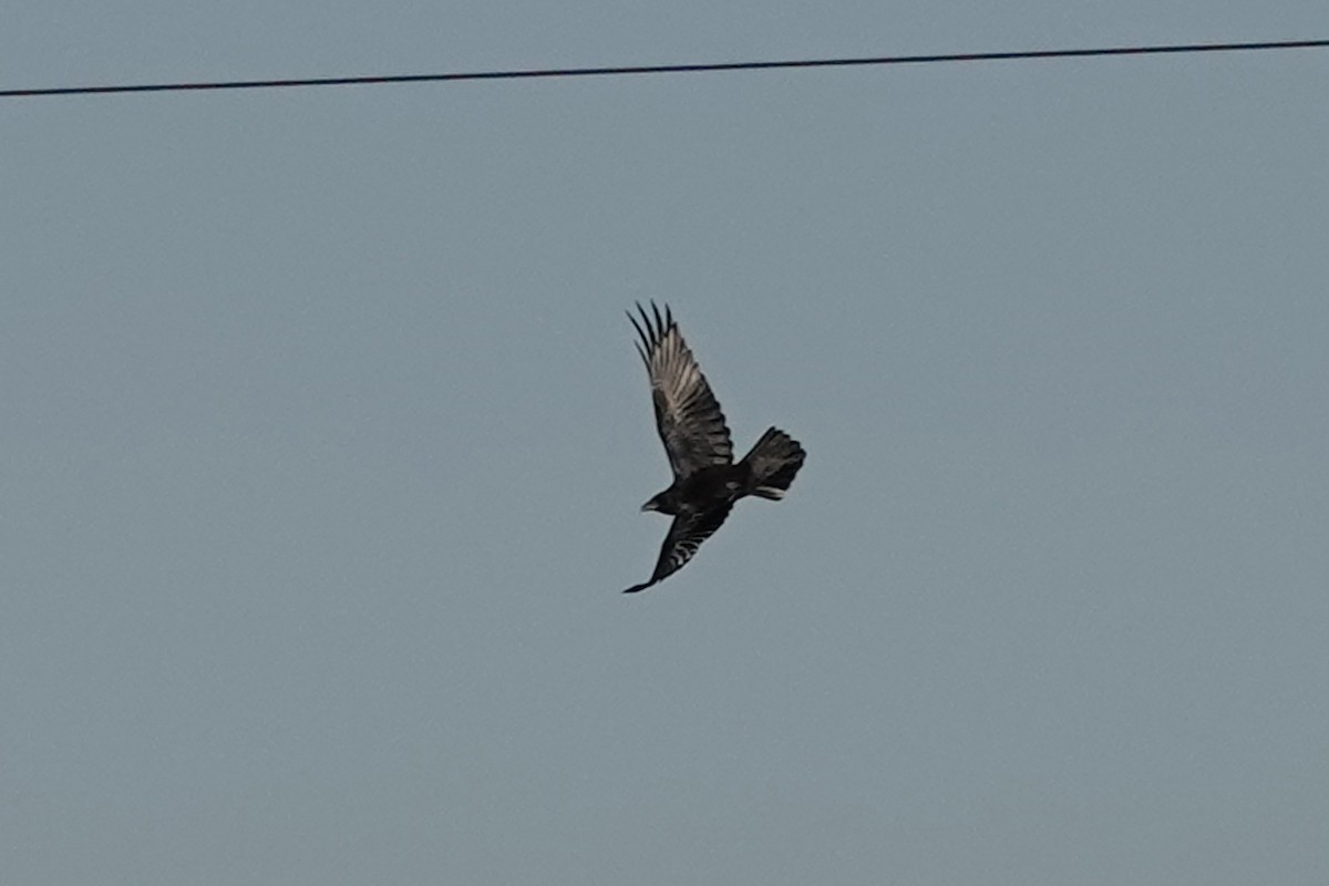 Corbeau à cou blanc - ML635216370