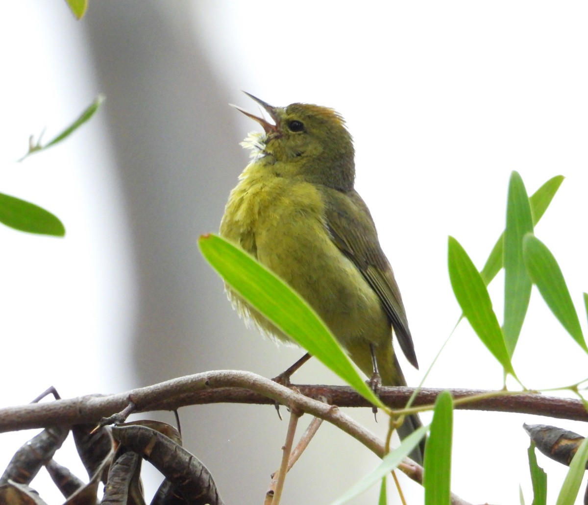Orange-crowned Warbler - ML635216385