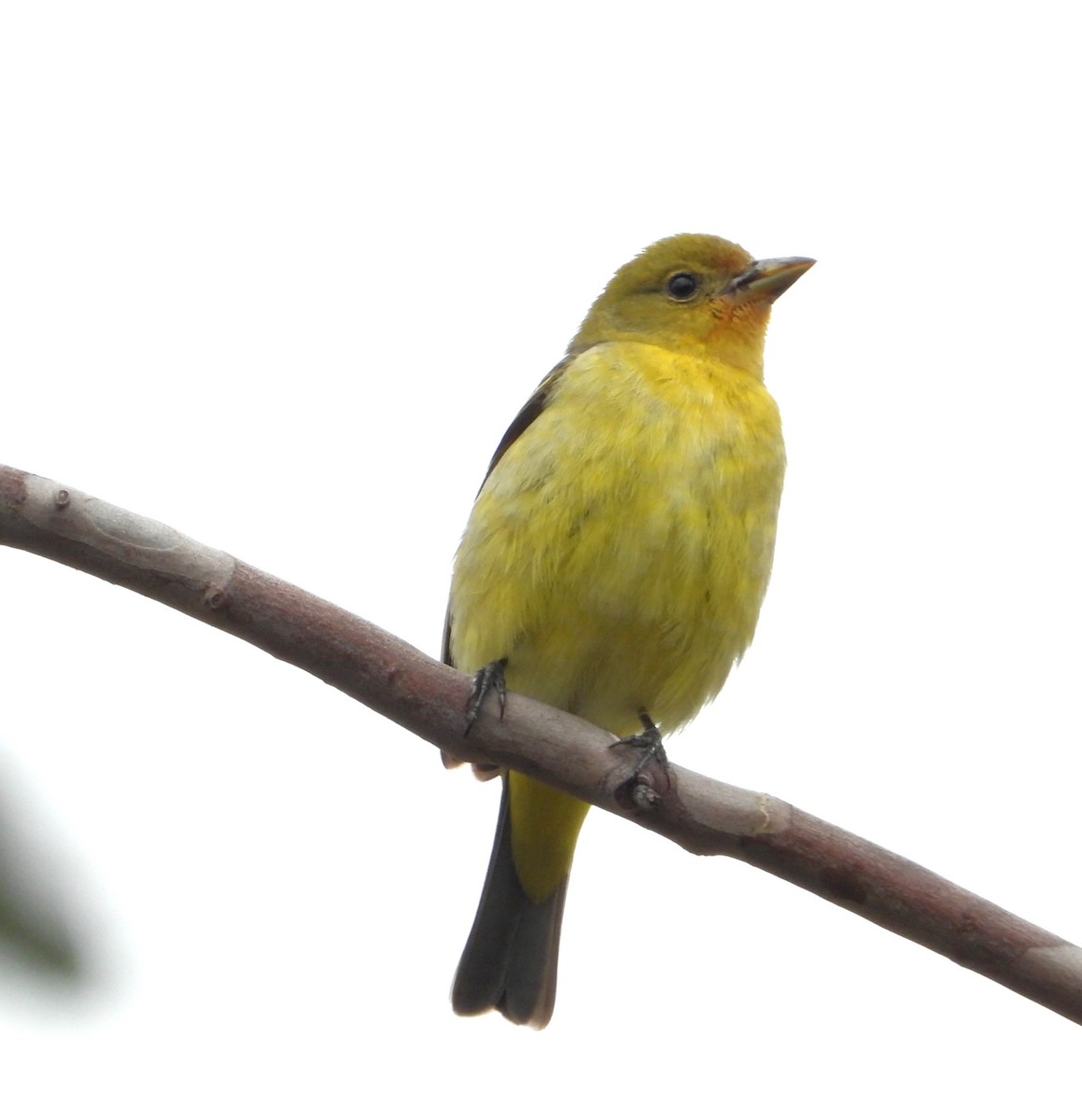 Western Tanager - ML635216399