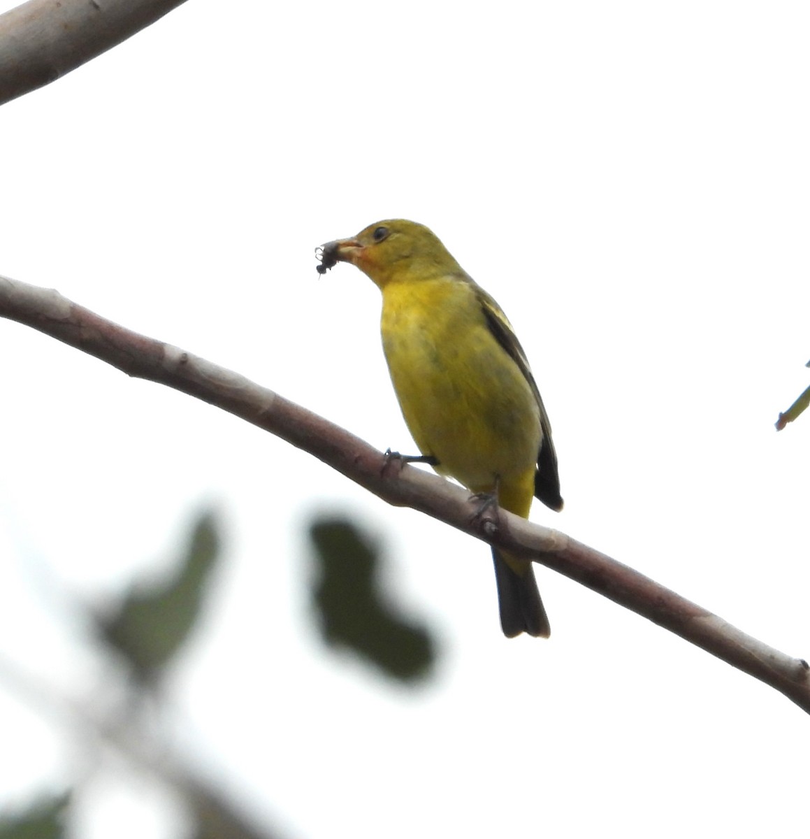 Western Tanager - ML635216403