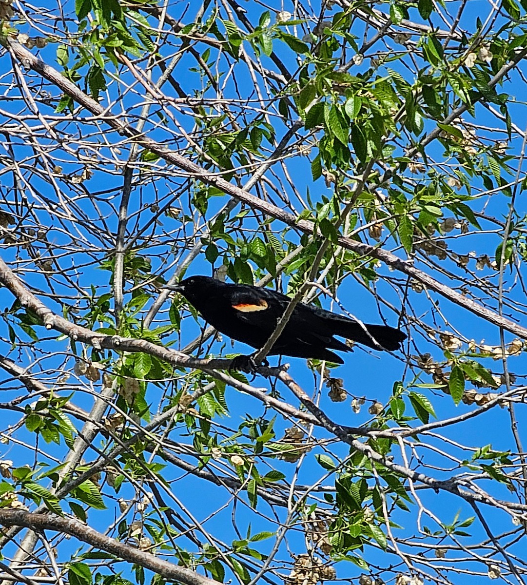 Red-winged Blackbird - ML635216436