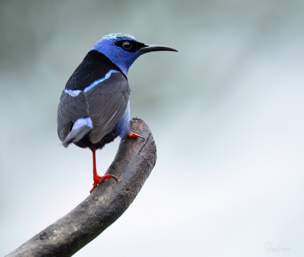Red-legged Honeycreeper - ML635216440