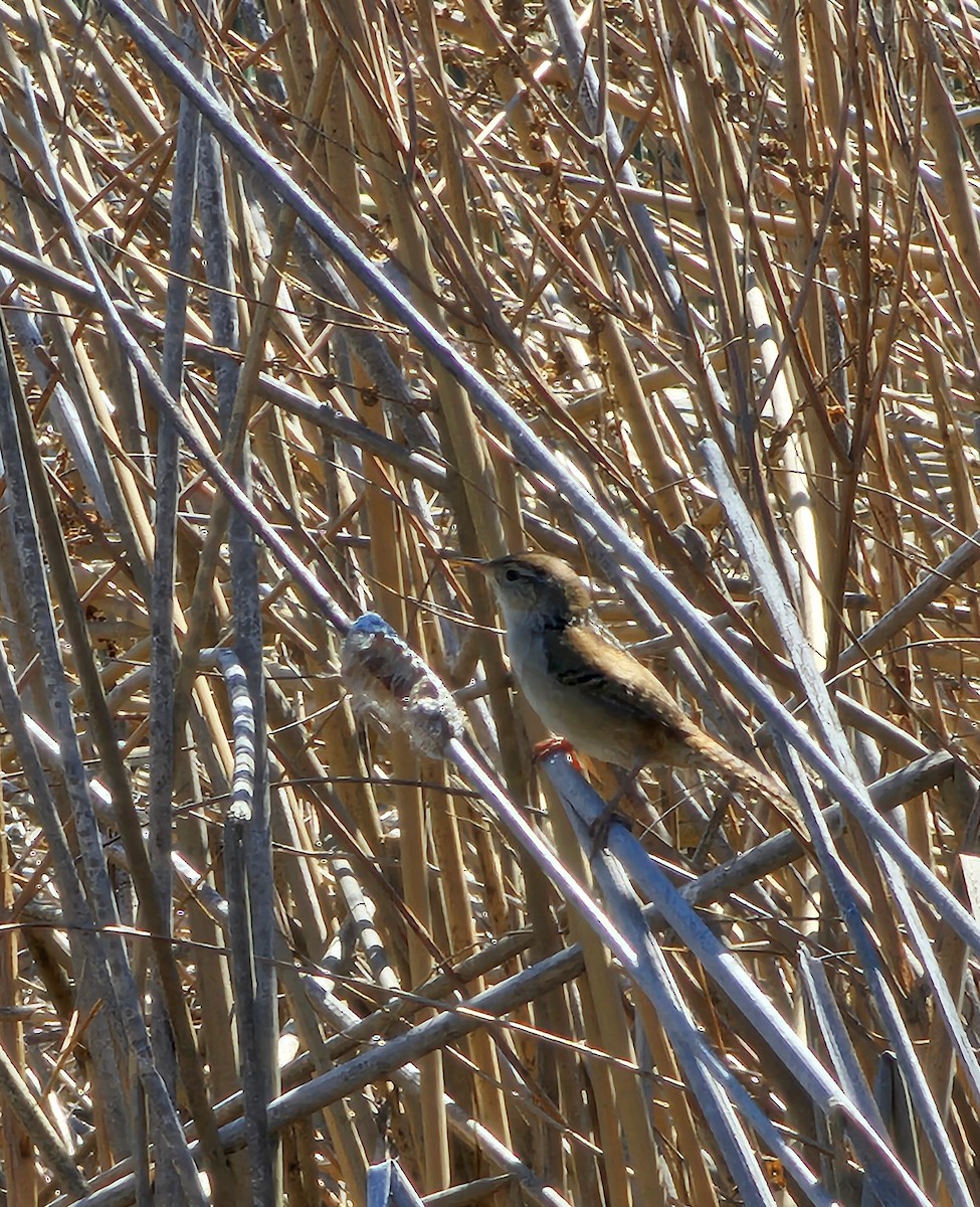 Marsh Wren - ML635216495
