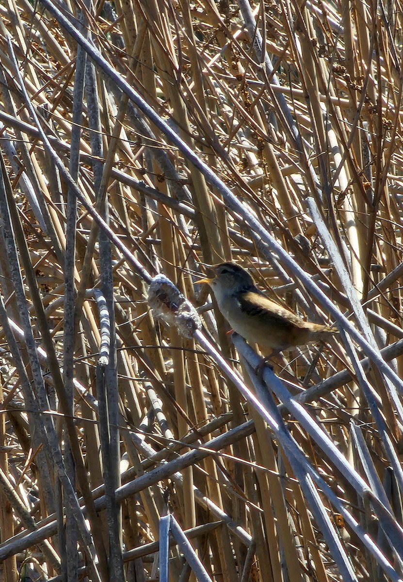 Marsh Wren - ML635216509
