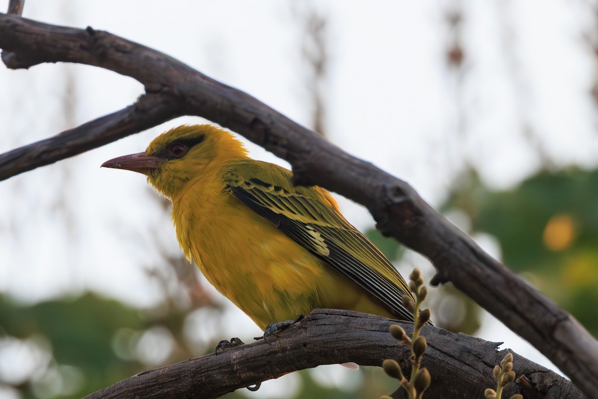 African Golden Oriole - ML635216512